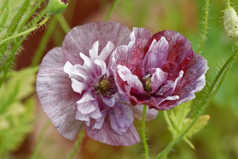 Papaver (Poppy) rheos Pandora