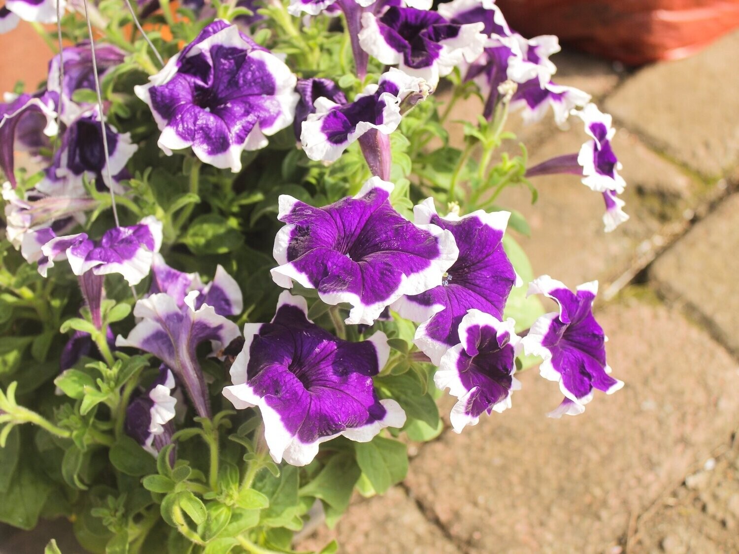Petunia, Hula Hoop F1 (mixed)