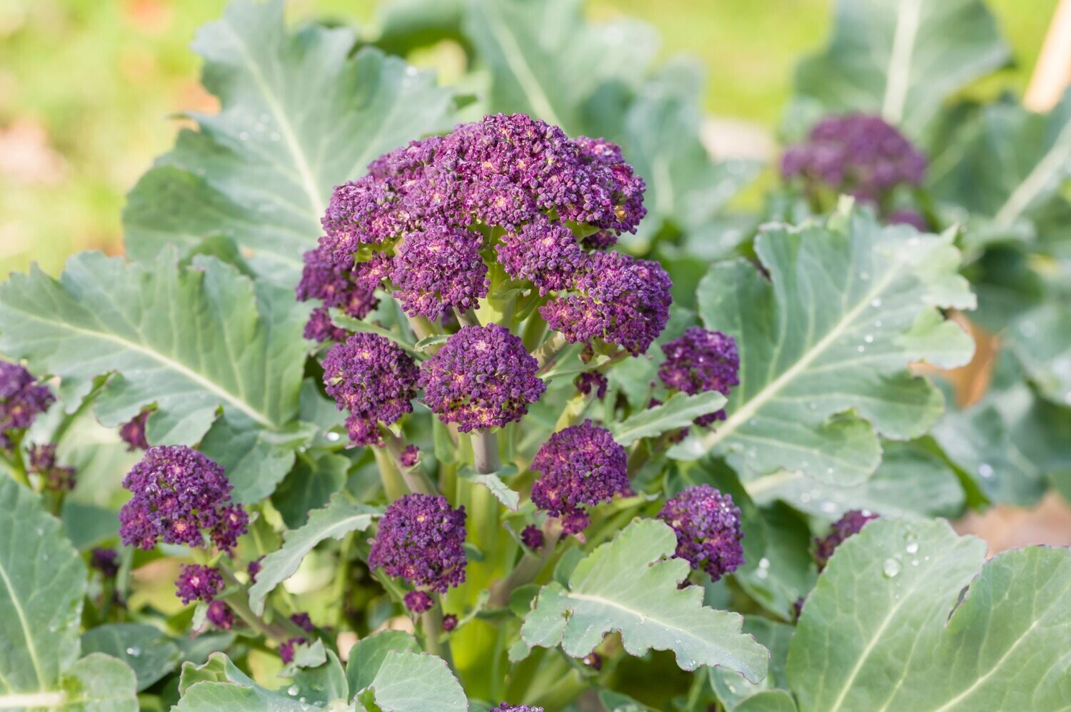 Broccoli, Summer Purple Sprouting