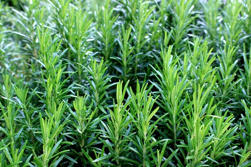 Rosemary Rosemary