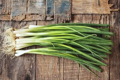 Spring Onion, Winter White Lisbon Spring Onion, Winter White Lisbon