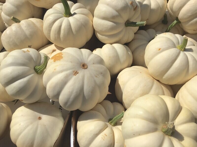 Squash, Casperita F1 (Pumpkin)
