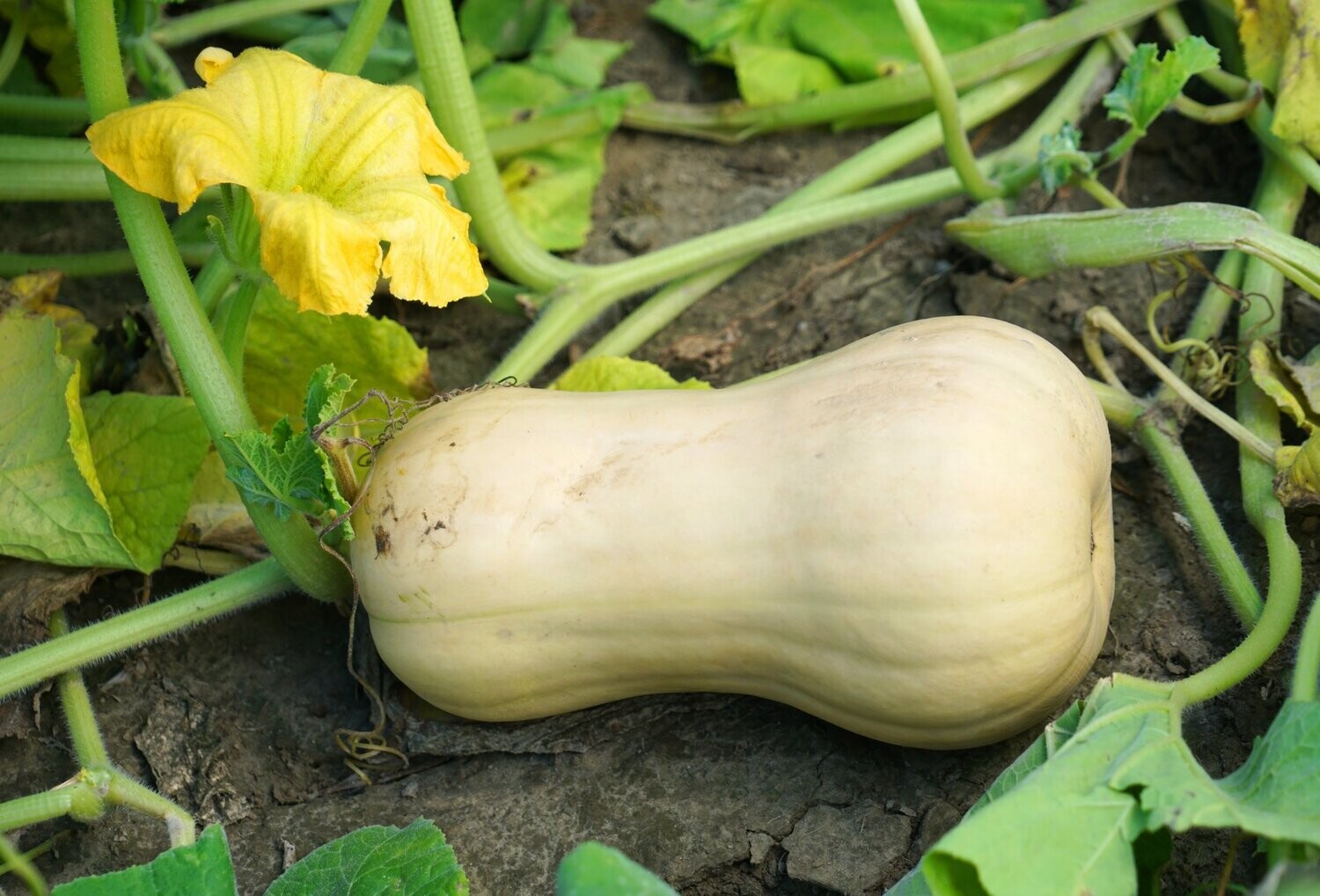 Squash, Hunter F1 (Butternut)