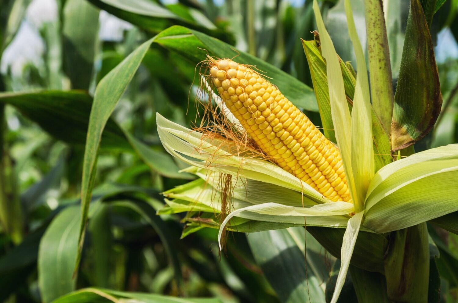 Sweetcorn, Swift F1