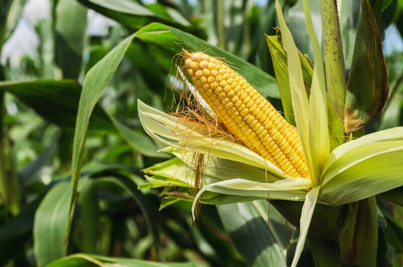 Sweetcorn, Swift F1