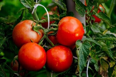 Tomato, Alicante