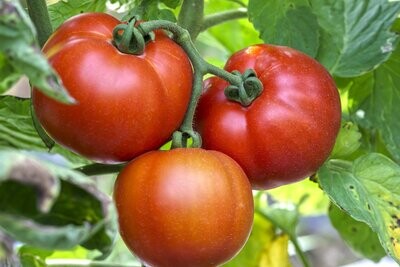 Tomato, Big Daddy F1