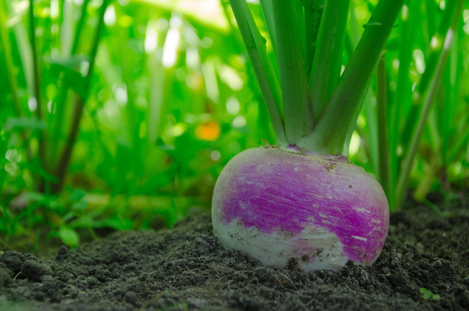 Turnip. Sweetbell F1