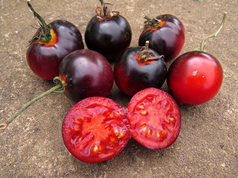 Tomato, Blue Bayou Tomato, Blue Bayou