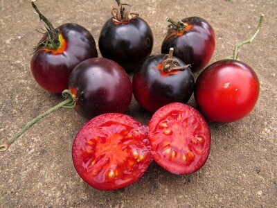 Tomato, Blue Bayou Tomato, Blue Bayou