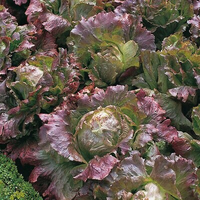 Lettuce, Marvel of Four Seasons