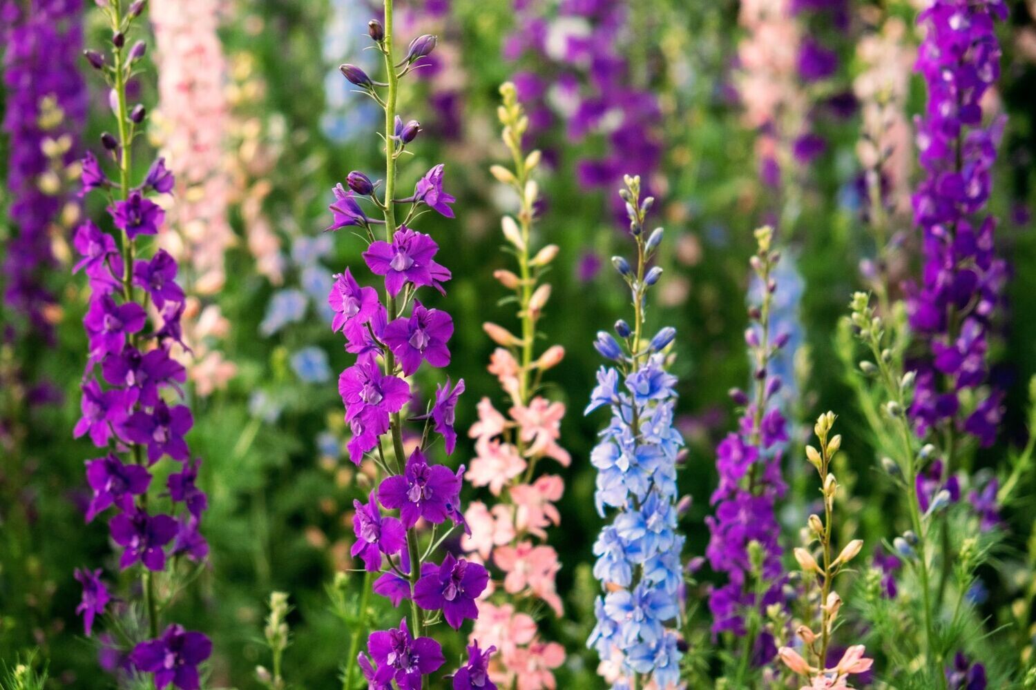Larkspur, Giant Imperial Crown Mix