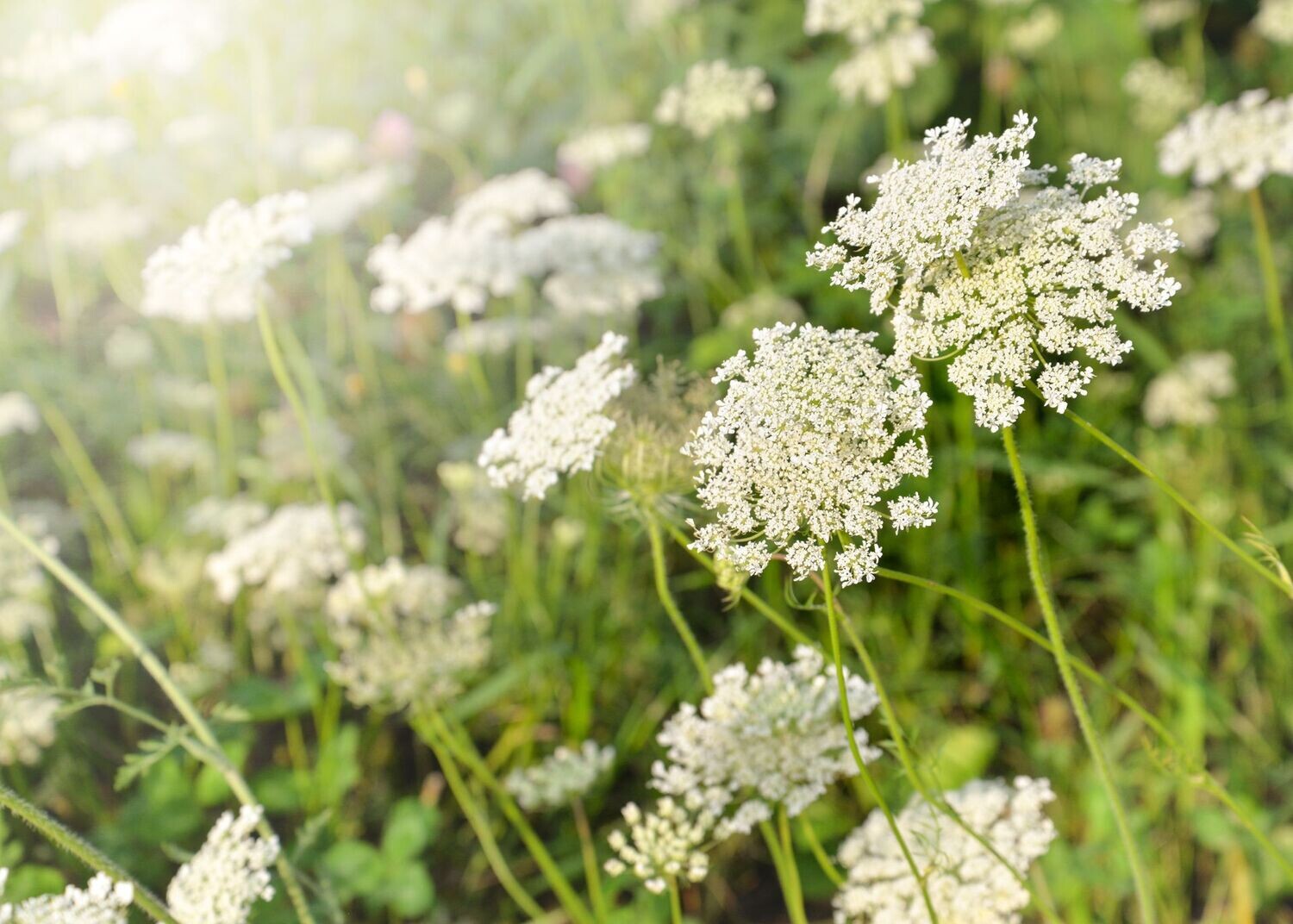 Ammi Majus