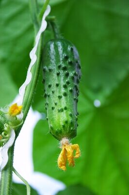 Cucumber, Gherkin National