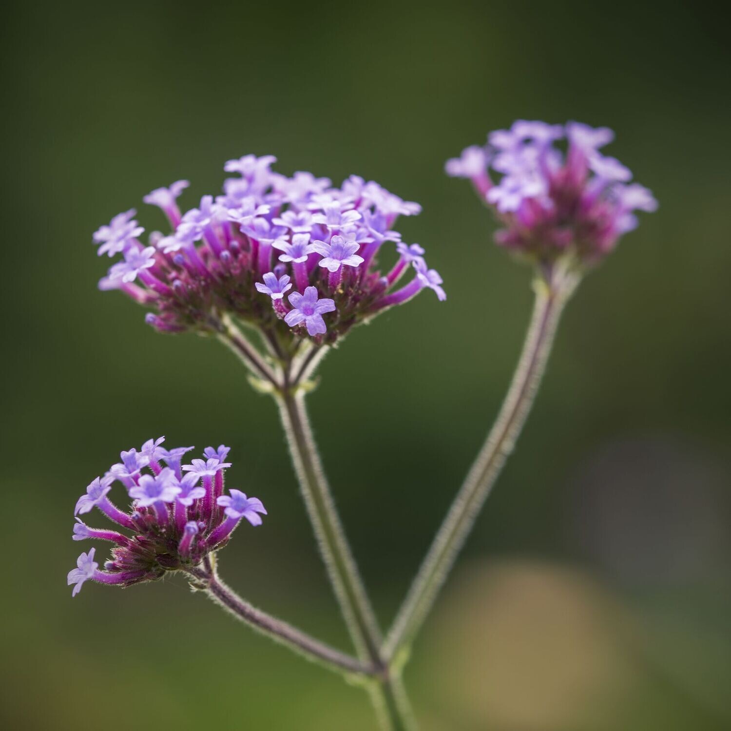 Verbena Bonariensis, Vanity