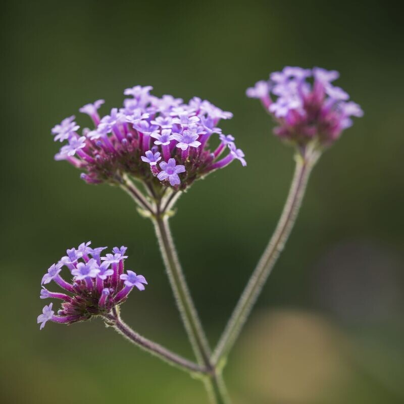 Verbena Bonariensis, Vanity
