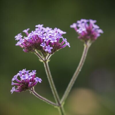 Verbena Bonariensis, Vanity