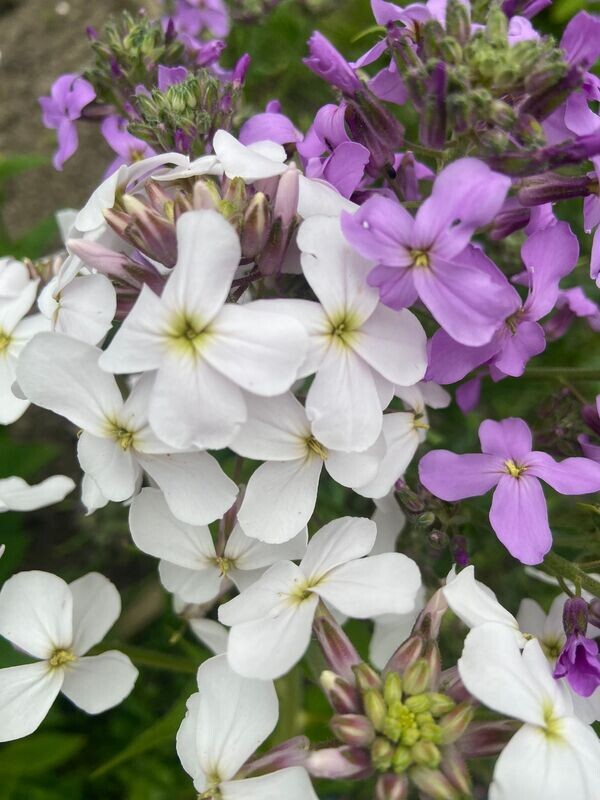 Honesty Crown Mix