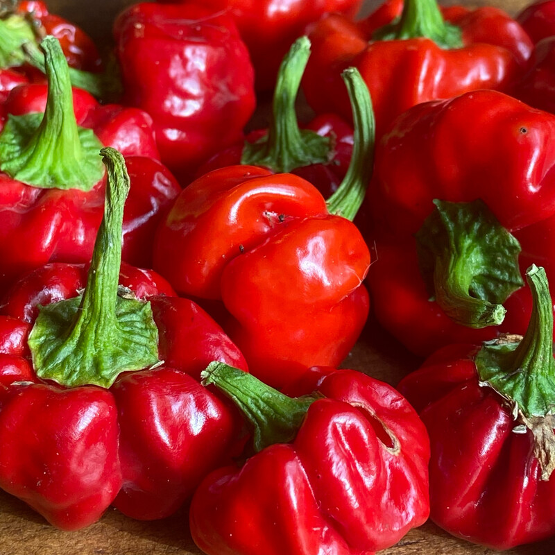 Chill, Scotch Bonnet Chill, Scotch Bonnet