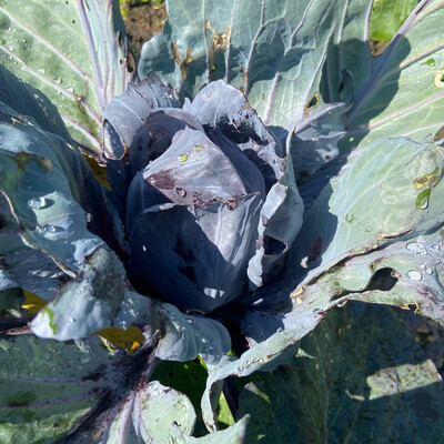 Cabbage, Red Drumhead