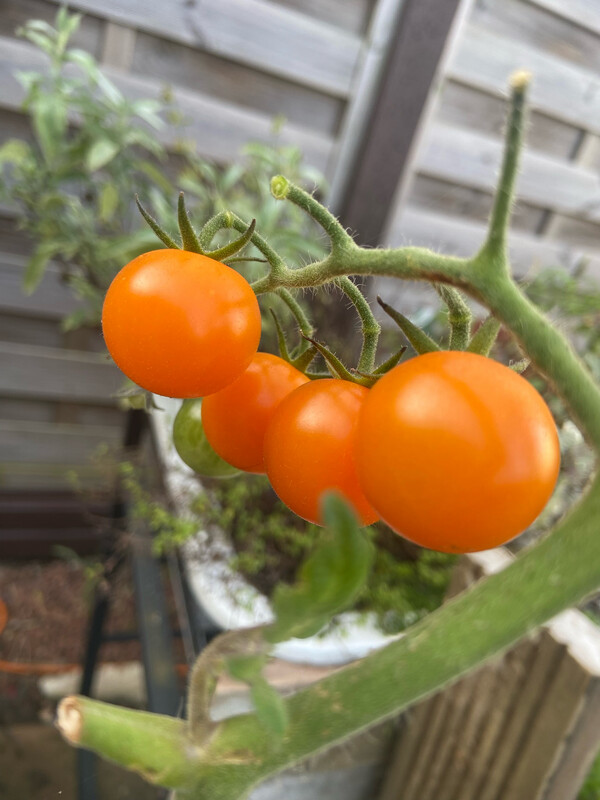 Tomato, Sungold F1