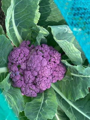 Cauliflower, De Purple F1