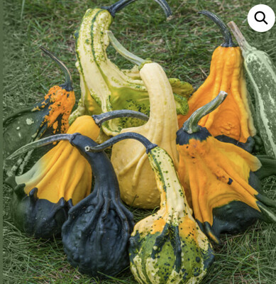 Andelska Kirdla (ornamental Gourd)