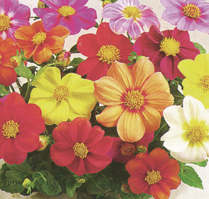 Dahlia, Coltness