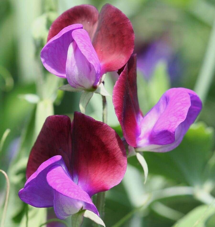 Sweet Pea, Matucana