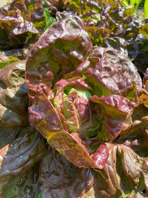 Heirloom Vegetable Seeds