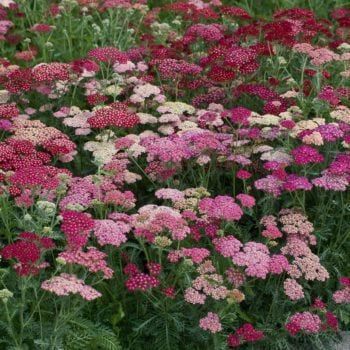 Achillea millefolium,  Summer Berries F2