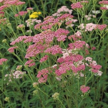 Achillea millefolium, Cerise Queen Achillea millefolium, Cerise Queen