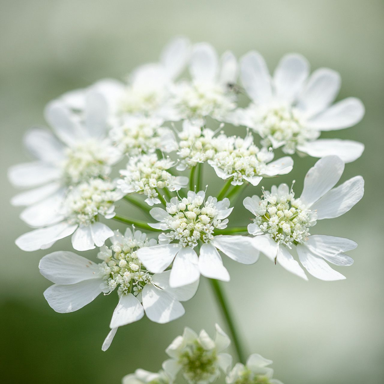 Orlaya Grandiflora