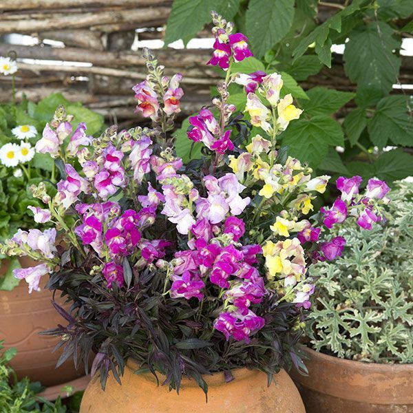 Antirrhinum , Twilight Mixed