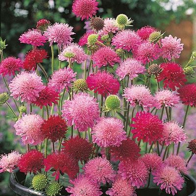 Knautia, Melton Pastels