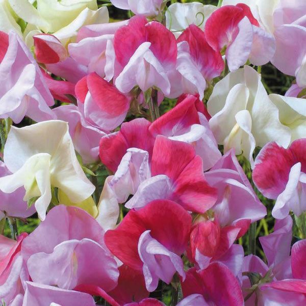 Sweet Pea, Strawberry Sundae