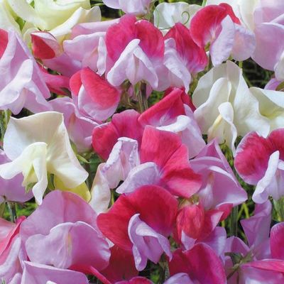 Sweet Pea, Strawberry Sundae