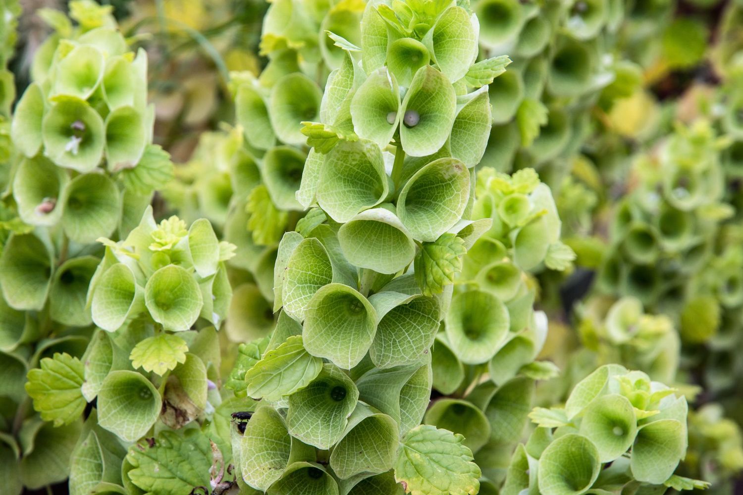 Bells of Ireland