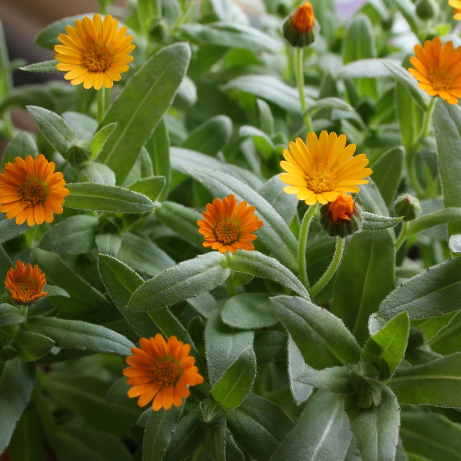Calendula, Winter Sun