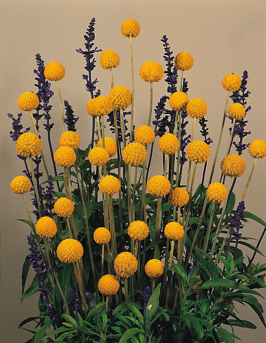 Craspedia, Globosa Drumstick