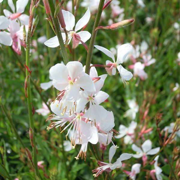 Gaura, The Bride