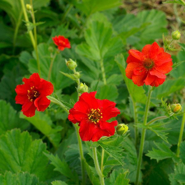 Geum, Mrs Bradshaw