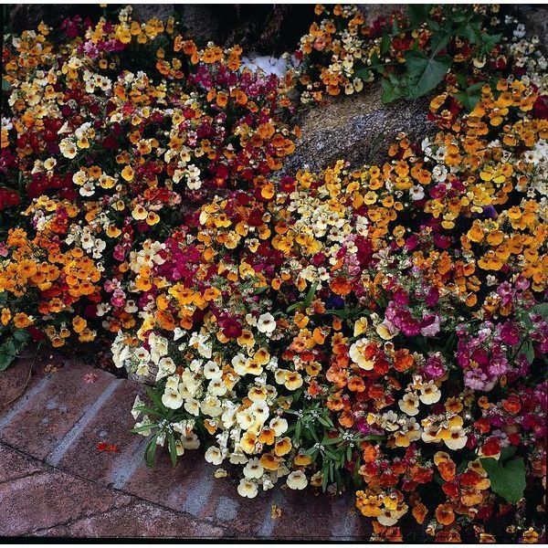 Nemesia, Carnival Mix