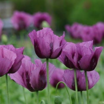 Papaver (Poppy) Hungarian Blue