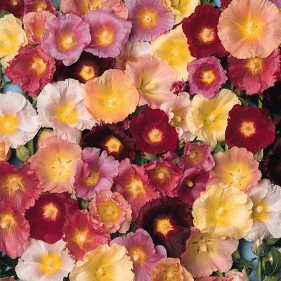 Hollyhock, Ficifolia Happy Lights Mix