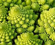 Cauliflower, Romanesco Precole Cauliflower, Romanesco Precole