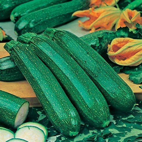 Courgette, All Green Bush