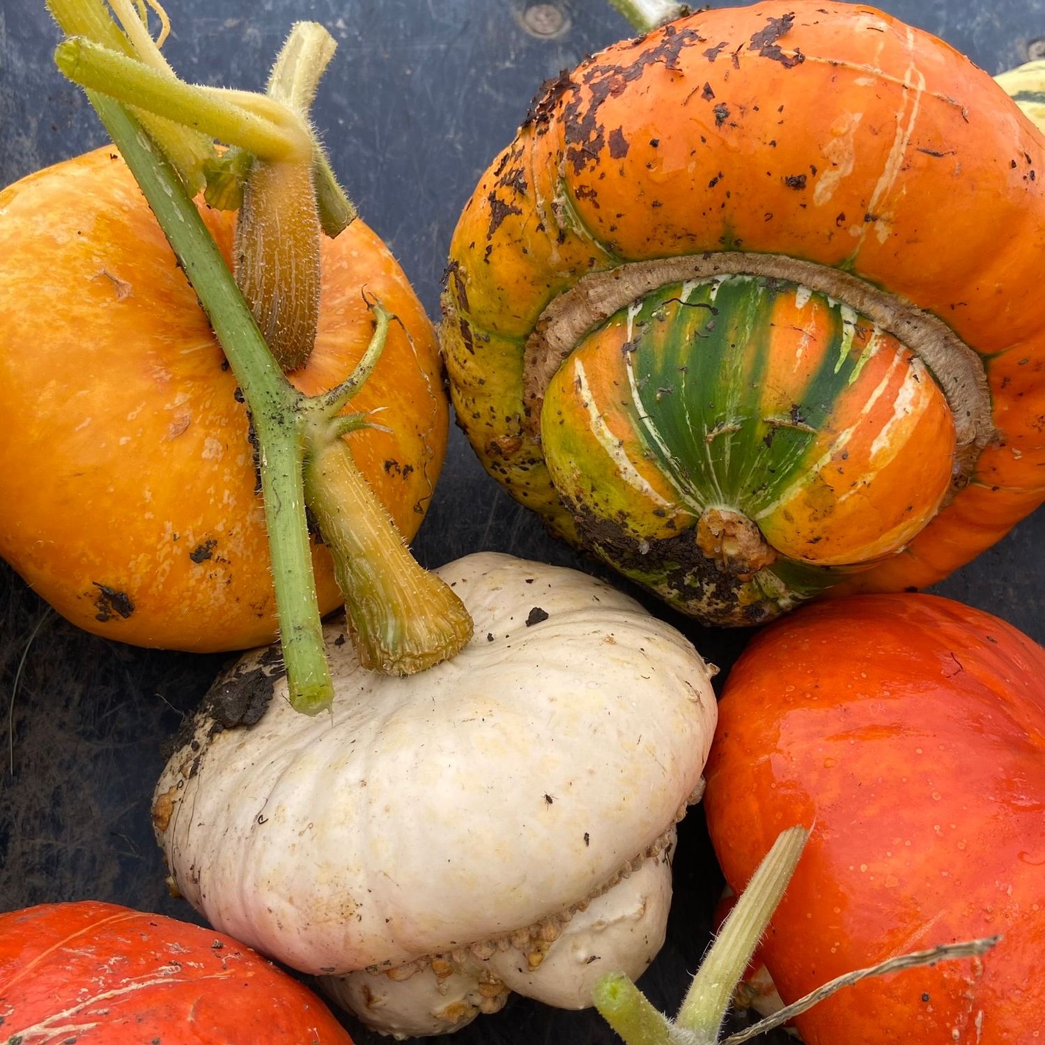 Squash, Turks Turban