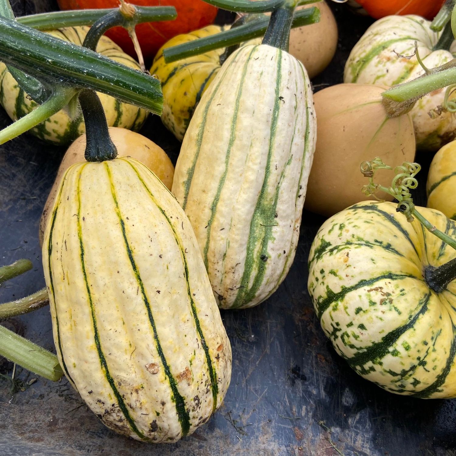 Squash, Cornells Bush Delicata