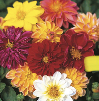 Dahlia, Figaro